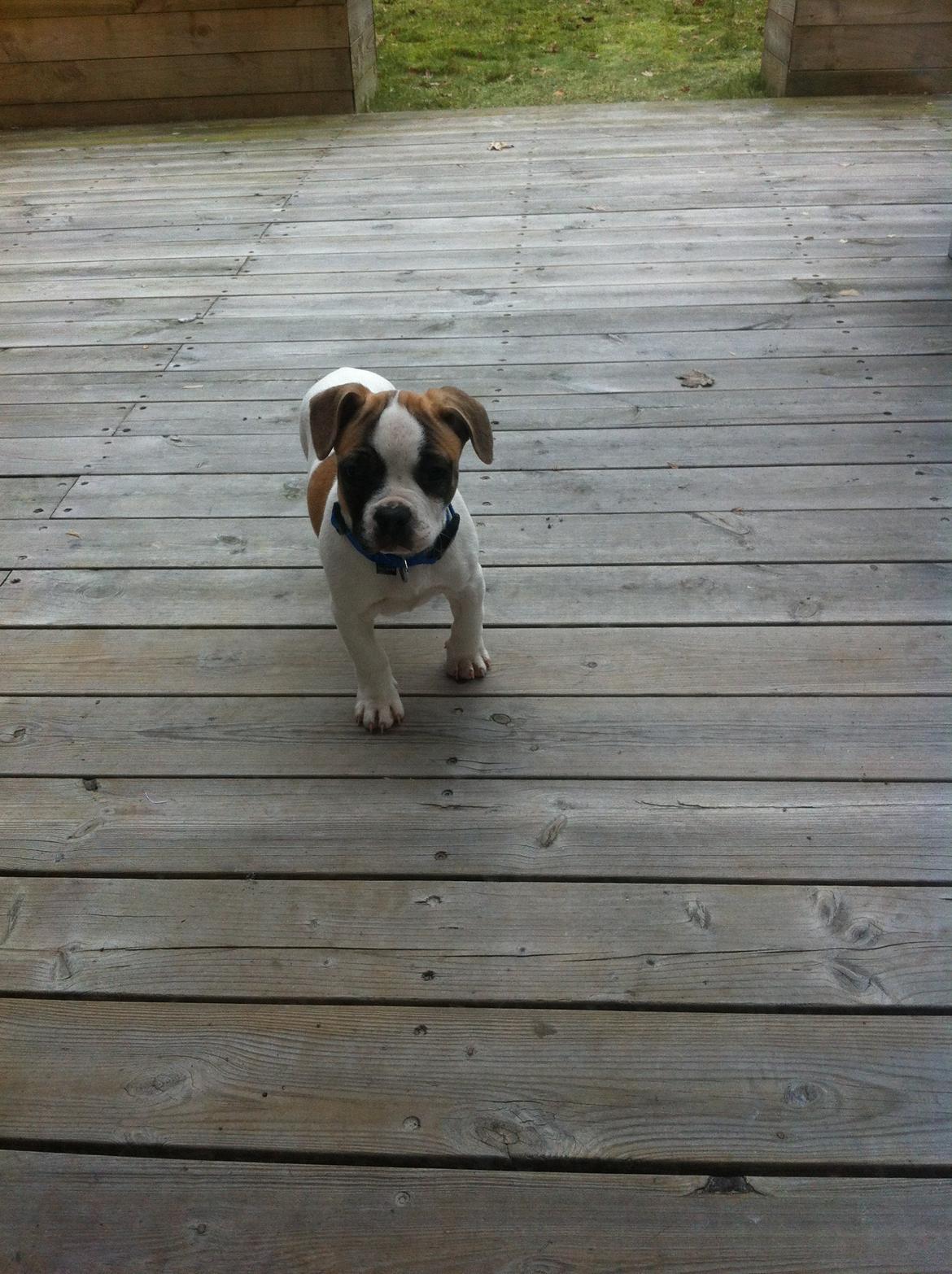 Blanding af racer Ollie billede 4