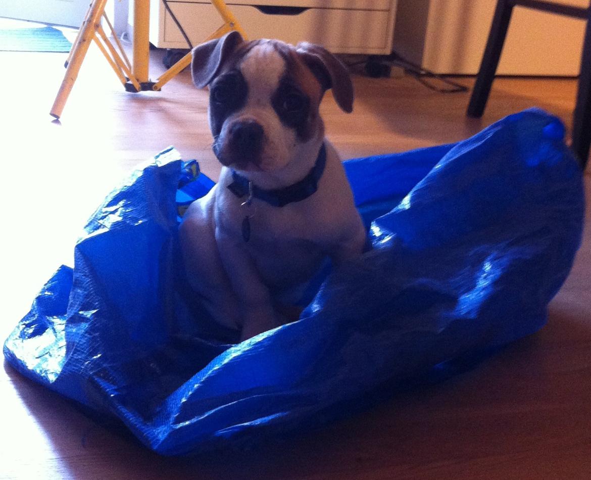 Blanding af racer Ollie - Hvad skal jeg bruge en kurv til ?? billede 5