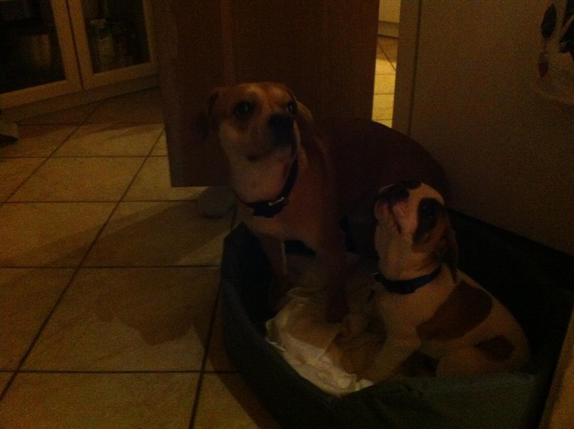 Blanding af racer Ollie - Min ven Carlo og jeg. billede 6