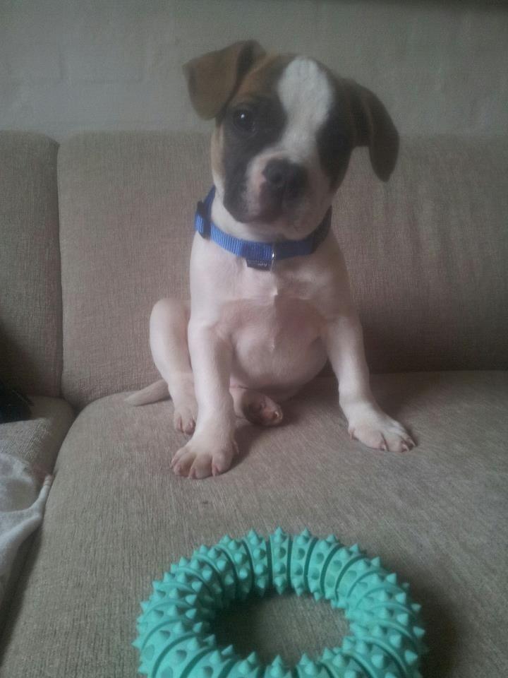 Blanding af racer Ollie billede 7