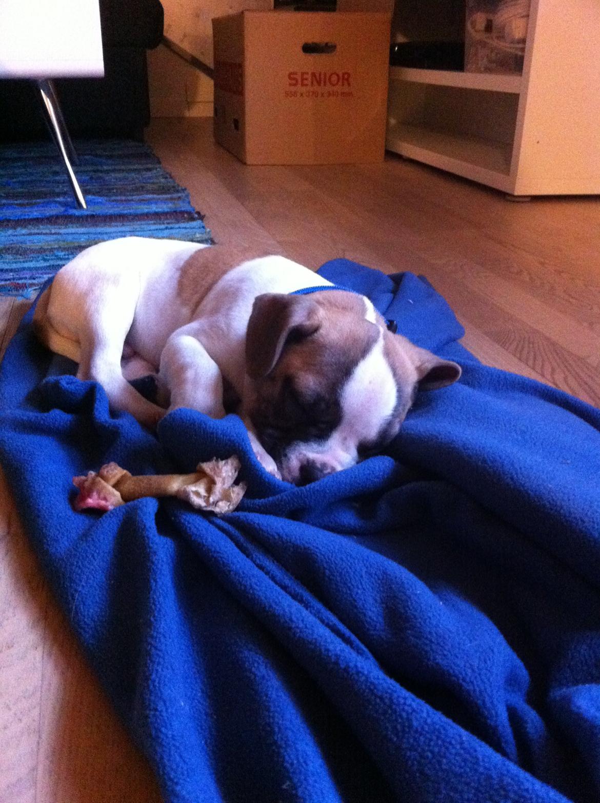 Blanding af racer Ollie - Træt, efter en tumle tur med de andre hunde. billede 8