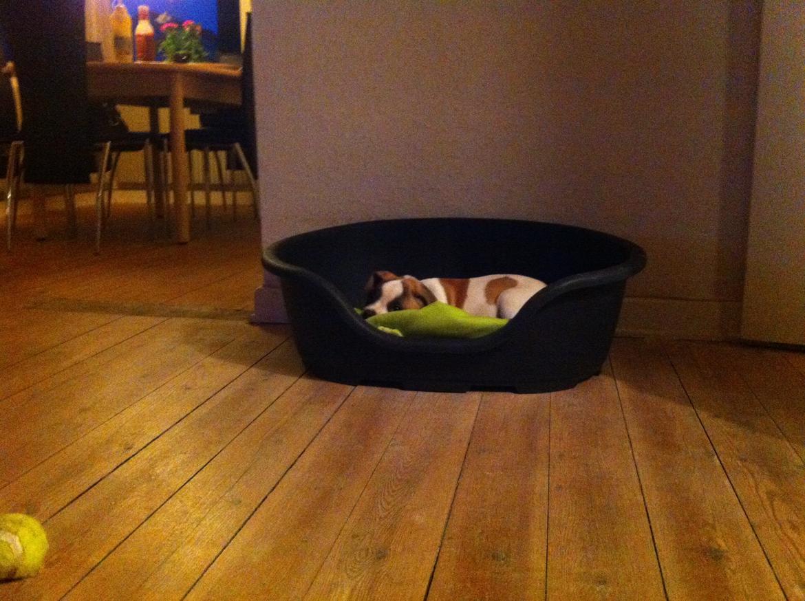 Blanding af racer Ollie billede 10