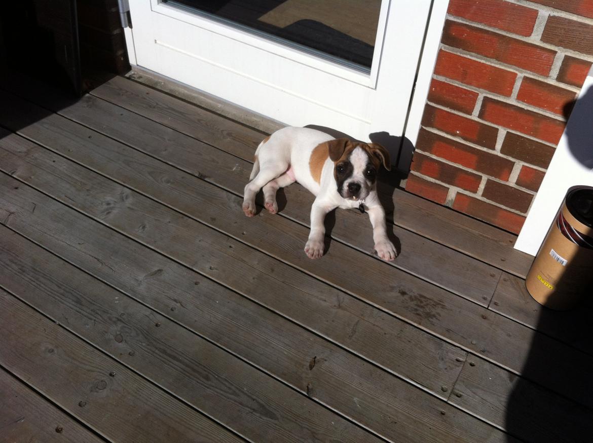 Blanding af racer Ollie - Hygger i solen på terrassen. billede 11