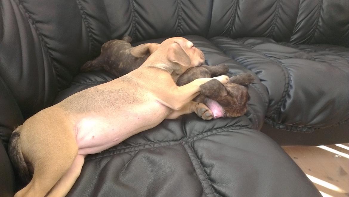 Blanding af racer frengle (fransk bulldog/beagle) - perle og hendes søster trille (biologiske)  billede 2