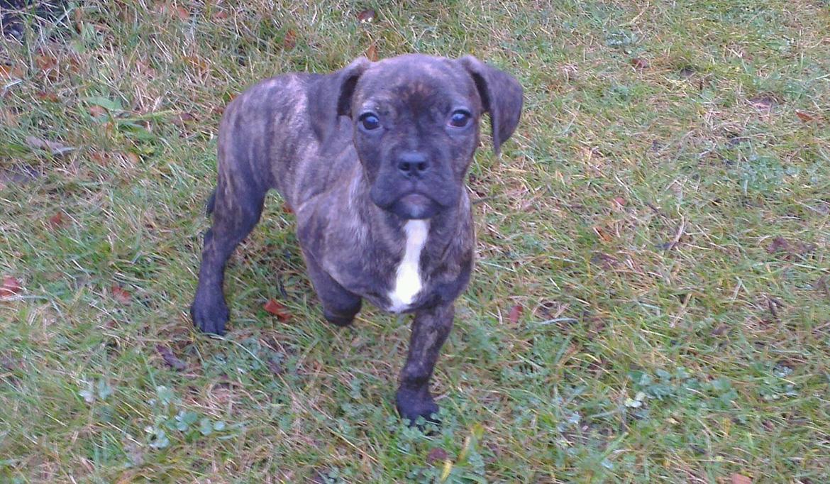 Blanding af racer frengle (fransk bulldog/beagle) billede 3