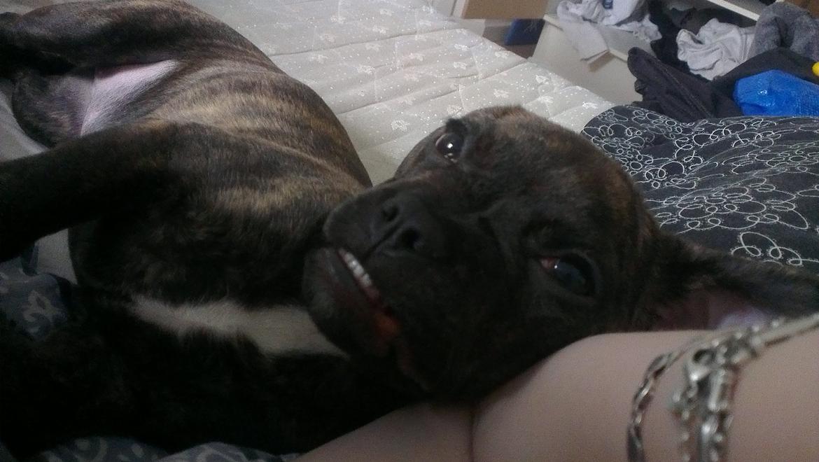 Blanding af racer frengle (fransk bulldog/beagle) billede 4