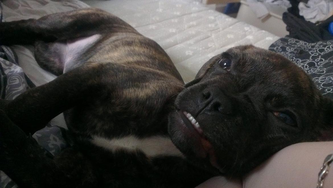 Blanding af racer frengle (fransk bulldog/beagle) billede 5