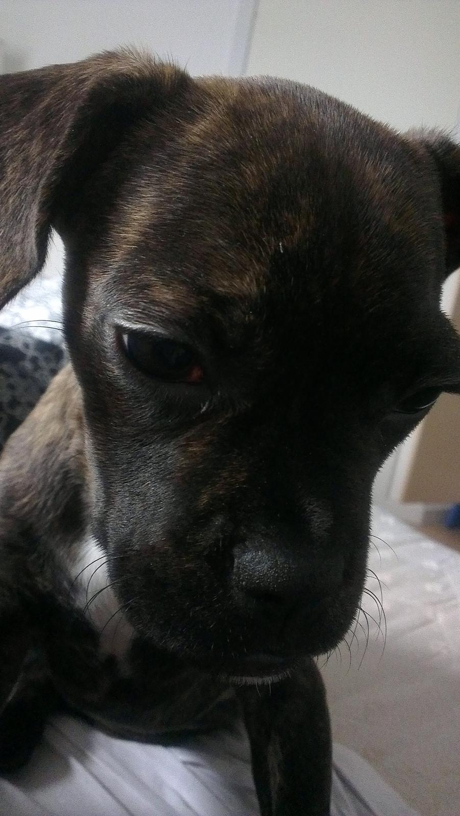 Blanding af racer frengle (fransk bulldog/beagle) billede 6