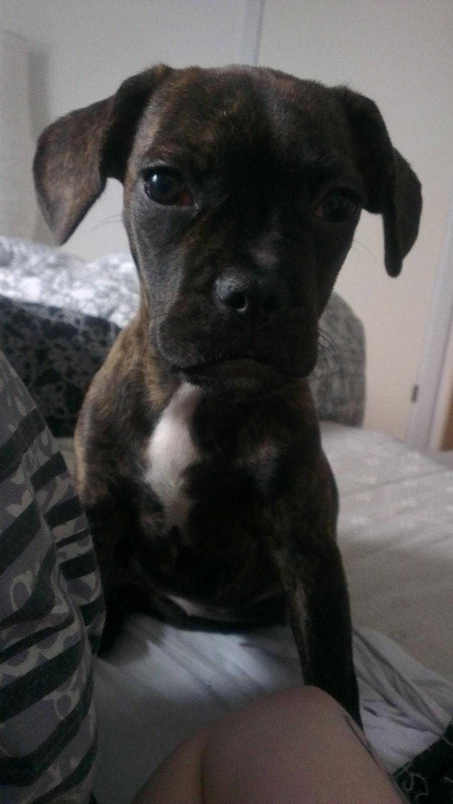 Blanding af racer frengle (fransk bulldog/beagle) billede 1