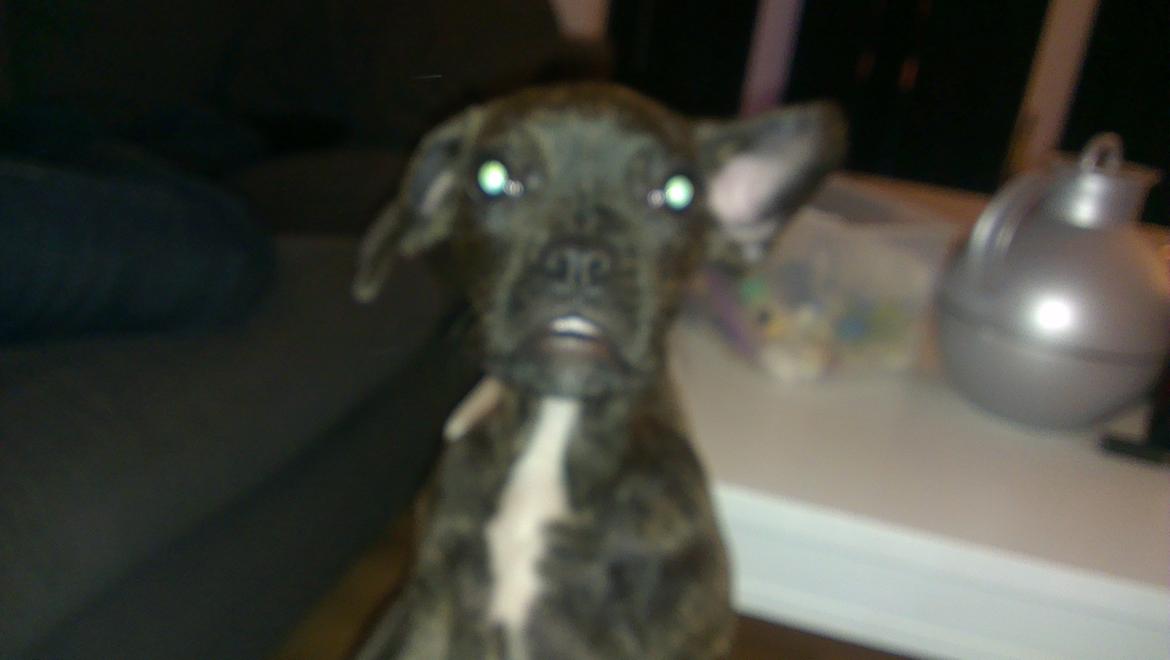 Blanding af racer frengle (fransk bulldog/beagle) billede 7