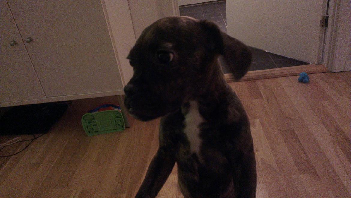 Blanding af racer frengle (fransk bulldog/beagle) billede 8