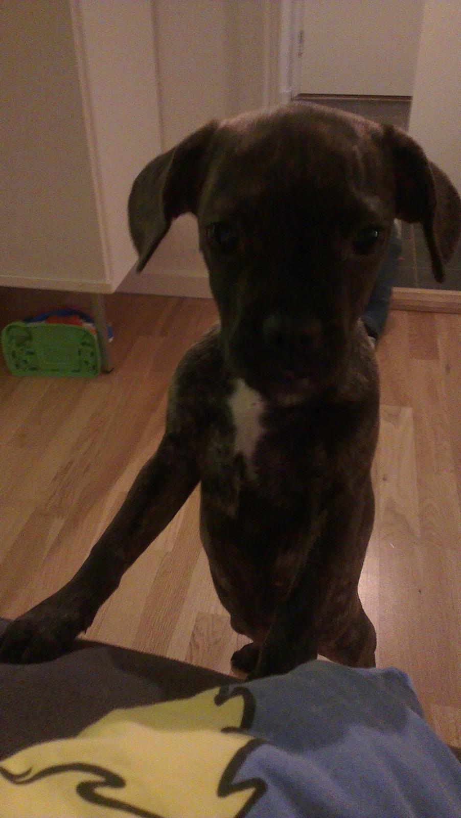 Blanding af racer frengle (fransk bulldog/beagle) billede 9