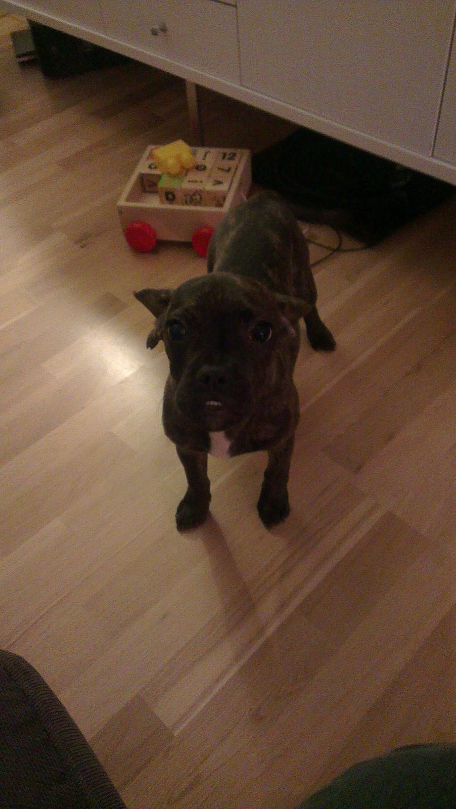 Blanding af racer frengle (fransk bulldog/beagle) billede 10