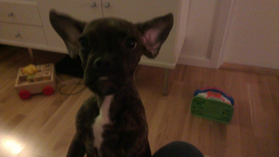 Blanding af racer frengle (fransk bulldog/beagle) billede 11