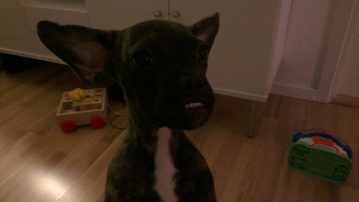 Blanding af racer frengle (fransk bulldog/beagle) - ørerne kan godt stritte lidt engang imellem :) billede 12