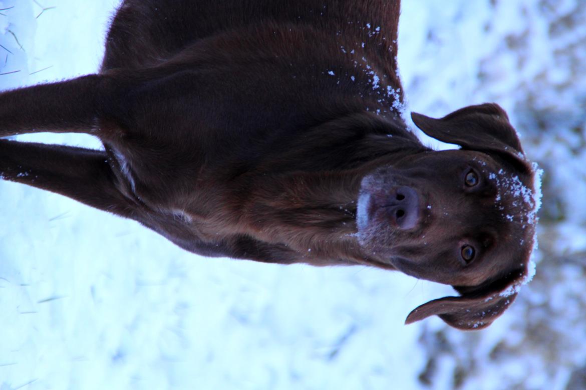 Labrador retriever Mille billede 4