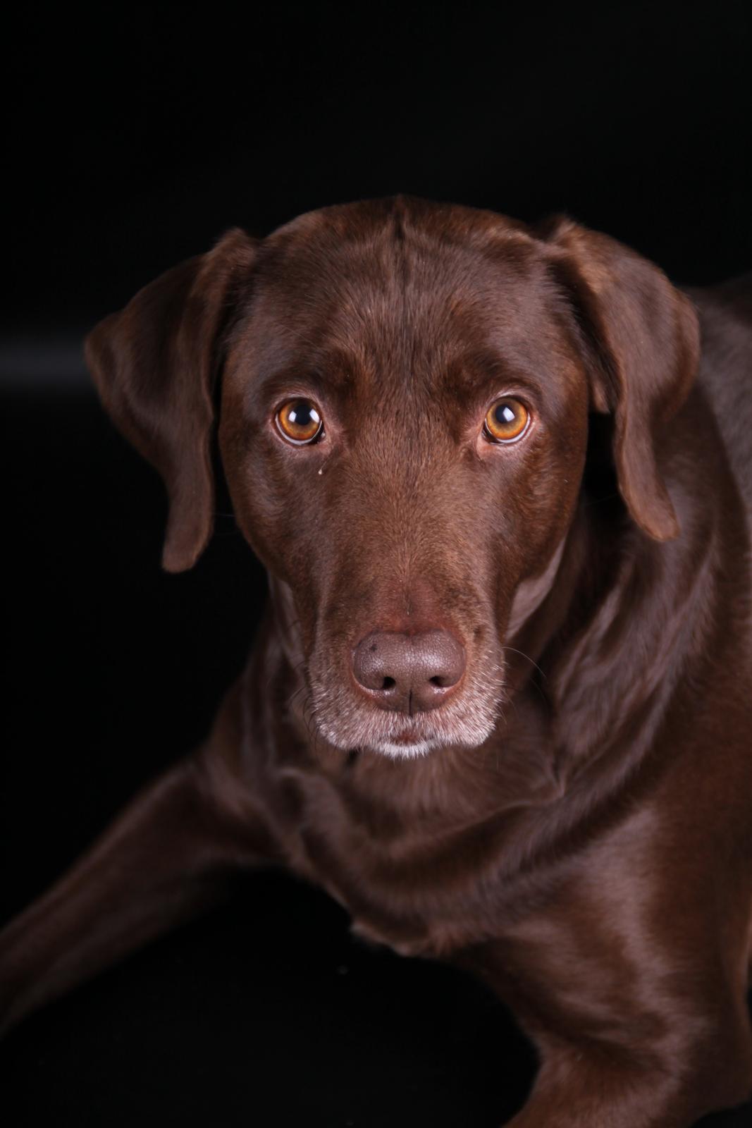 Labrador retriever Mille billede 1