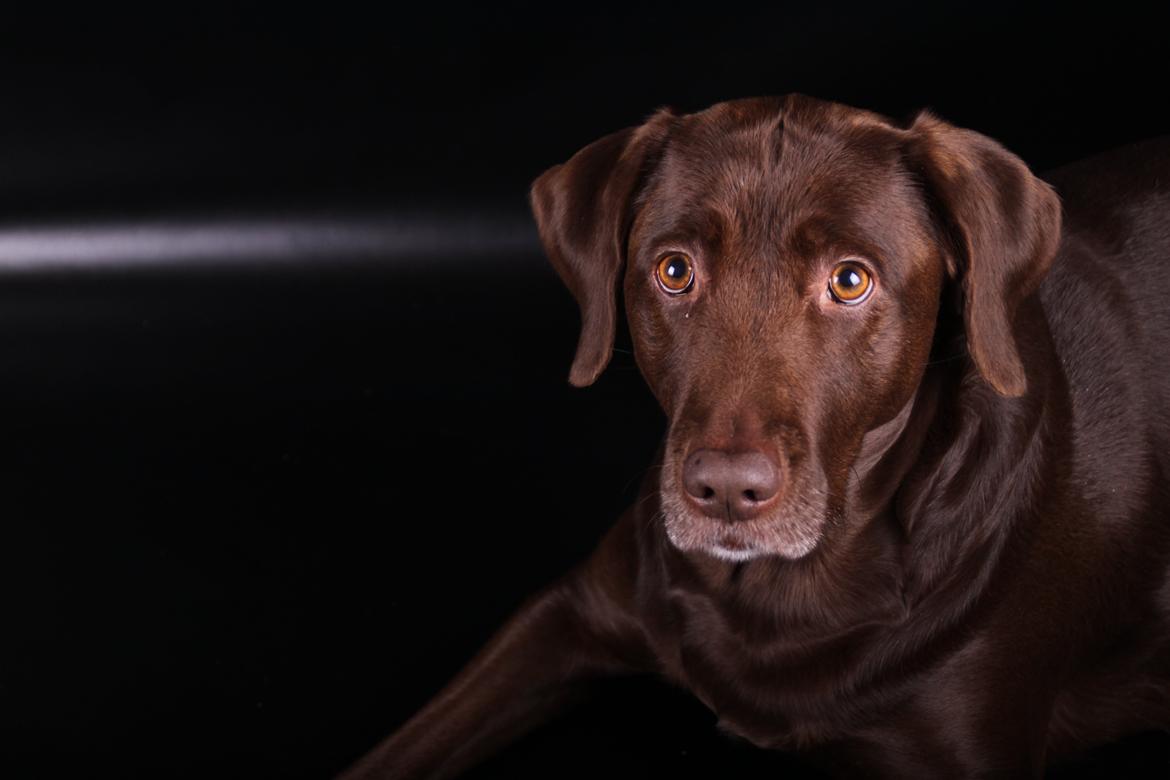 Labrador retriever Mille billede 12