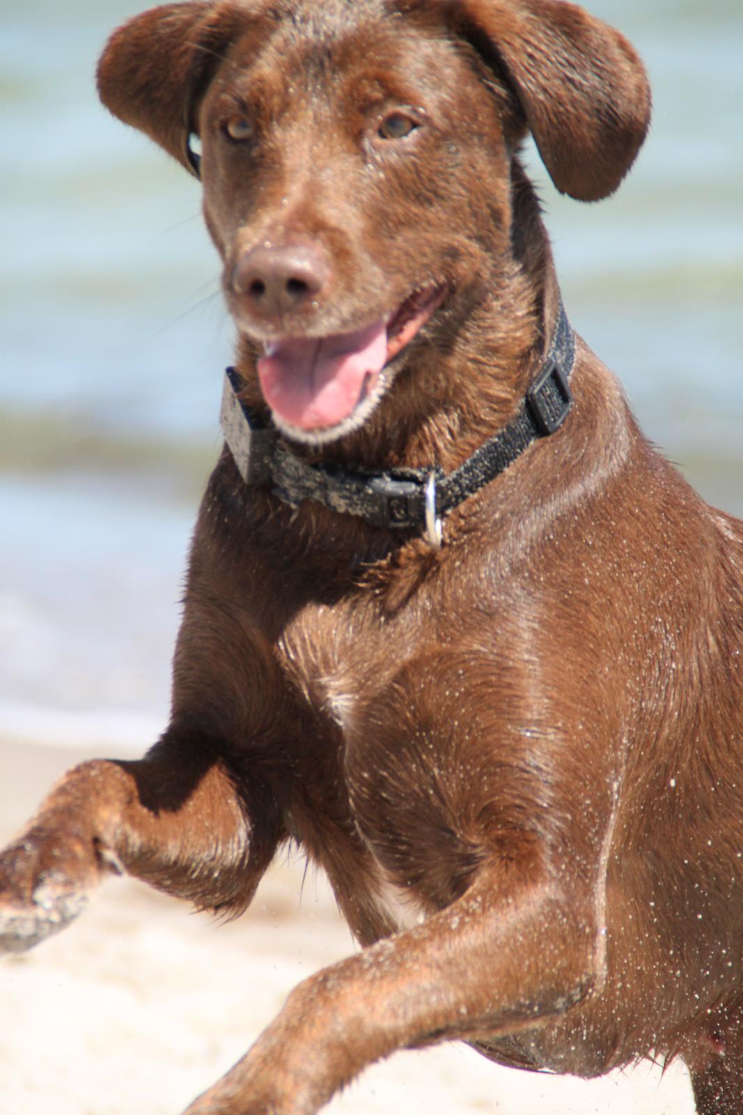 Labrador retriever Mille billede 13