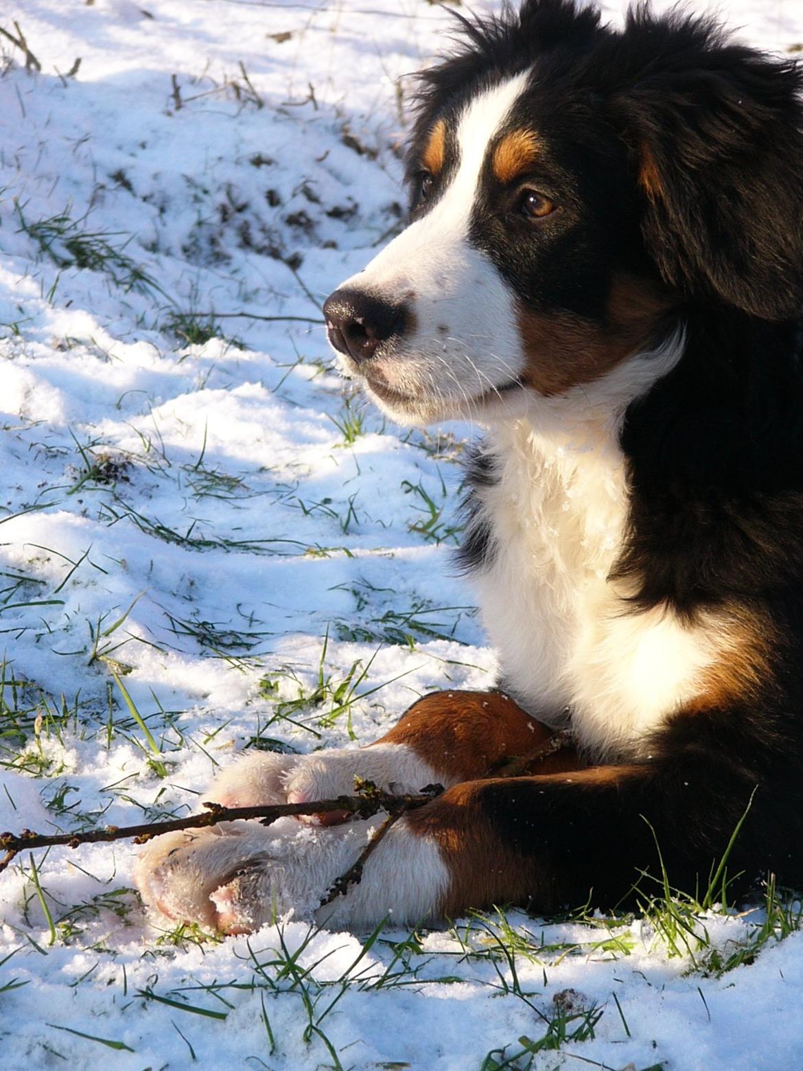 Berner sennenhund Sarabi - Billede 2 til 17 er taget d.17 jan 2013. Så hun er vokset siden og har fået mere pels billede 5