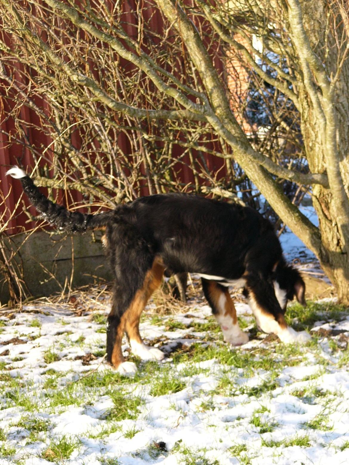 Berner sennenhund Sarabi billede 6