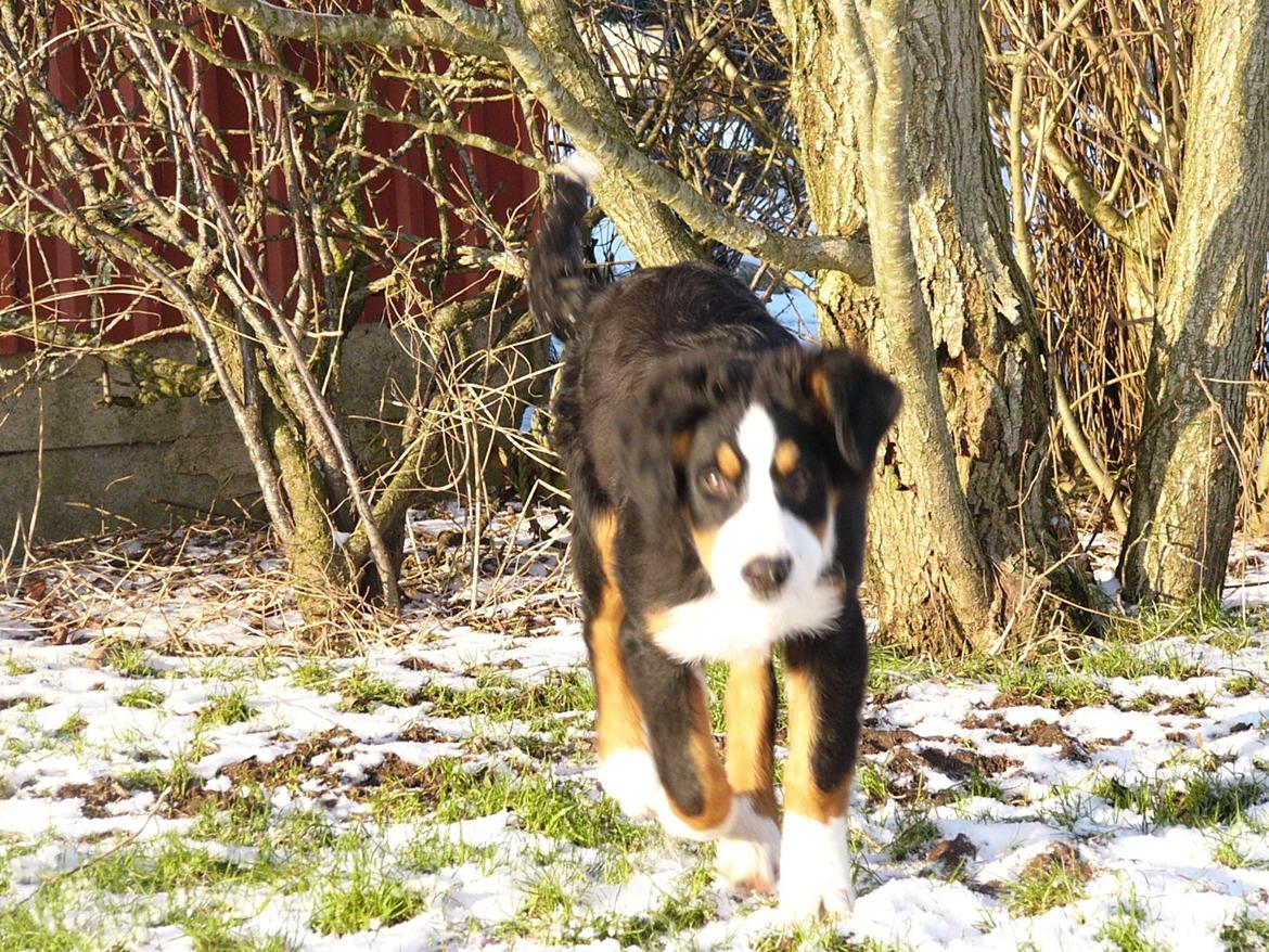 Berner sennenhund Sarabi - Desværre sløret med hun er da kær!! billede 7