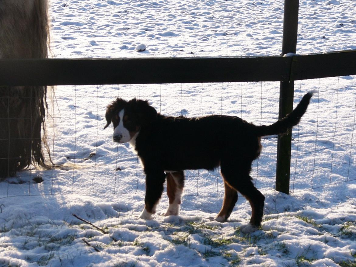 Berner sennenhund Sarabi billede 8