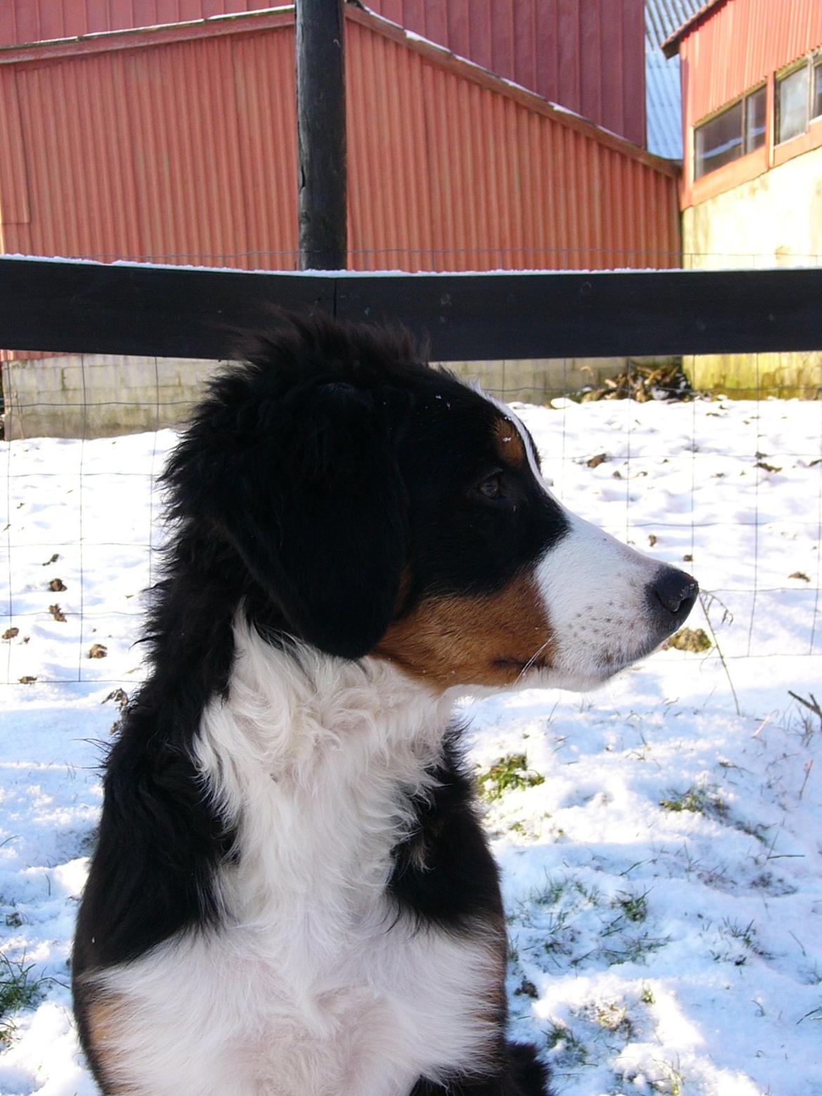 Berner sennenhund Sarabi billede 9