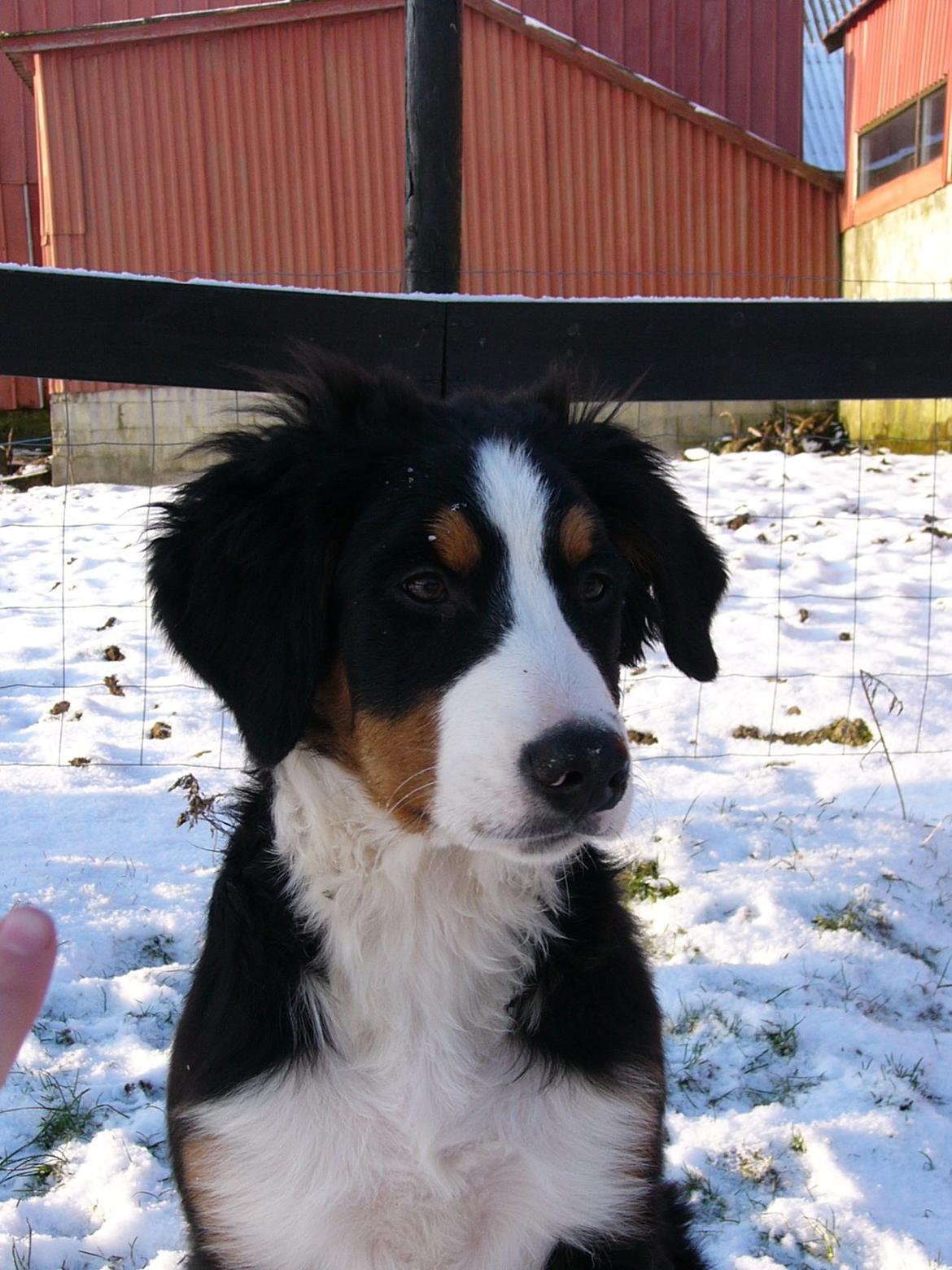 Berner sennenhund Sarabi billede 10