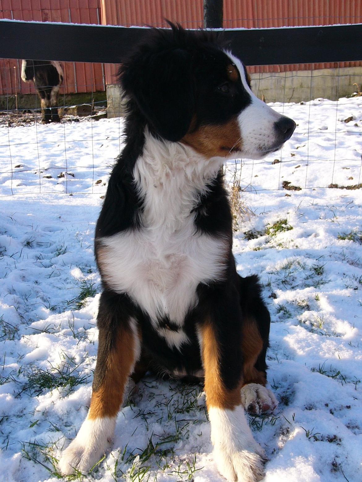 Berner sennenhund Sarabi billede 11