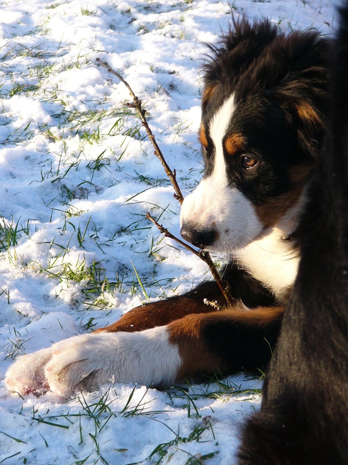 Berner sennenhund Sarabi billede 13