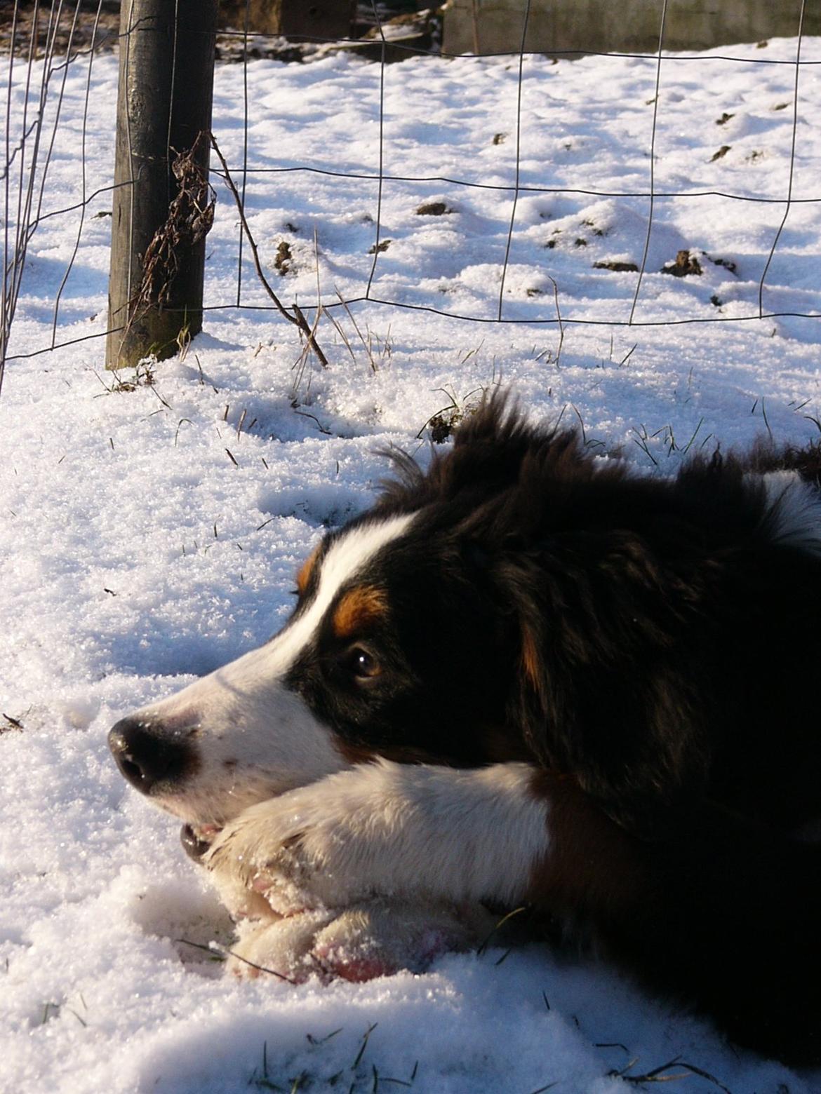 Berner sennenhund Sarabi billede 14