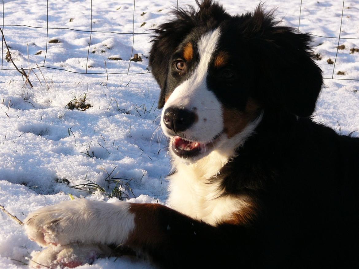 Berner sennenhund Sarabi billede 15