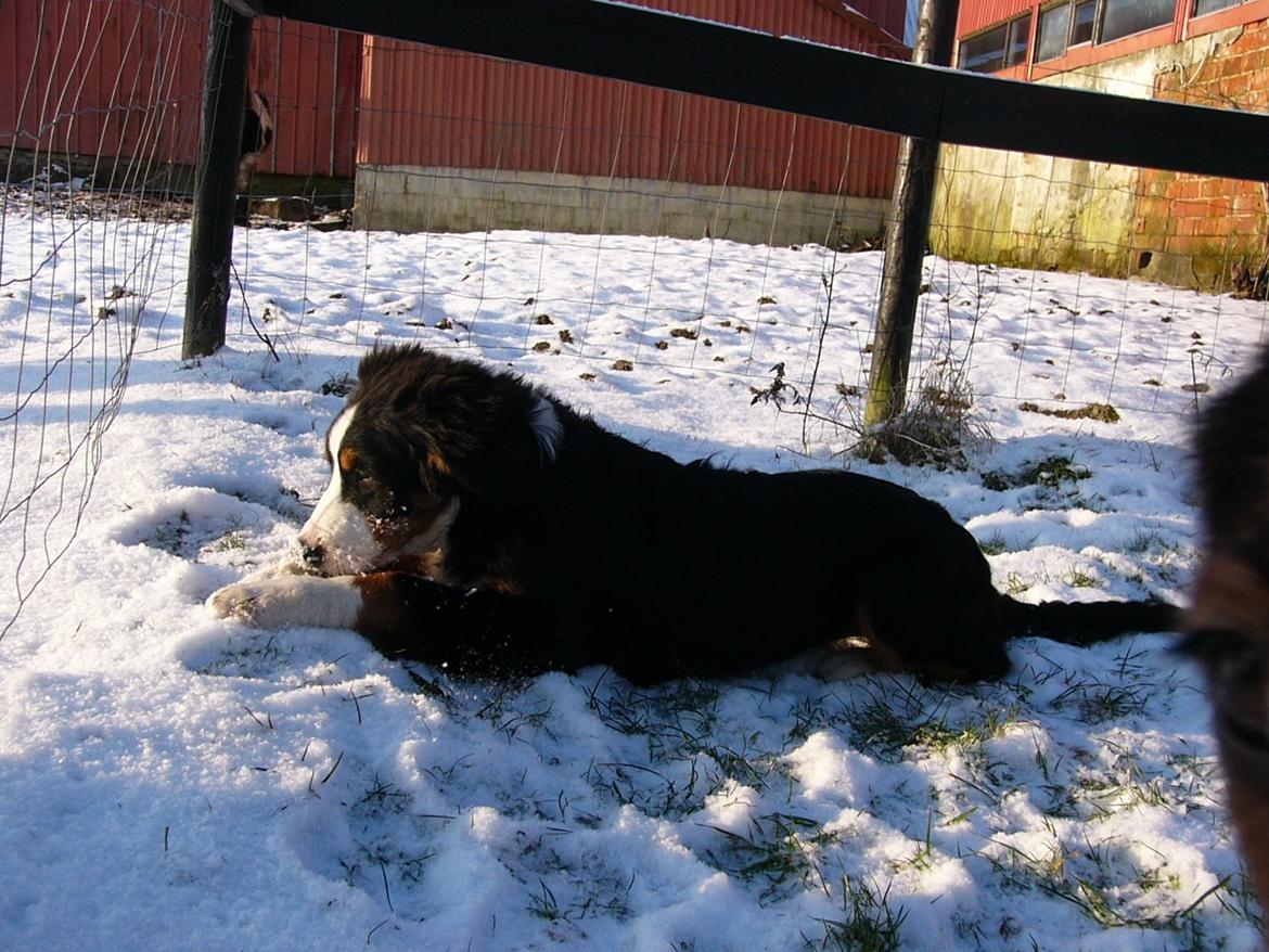 Berner sennenhund Sarabi billede 16
