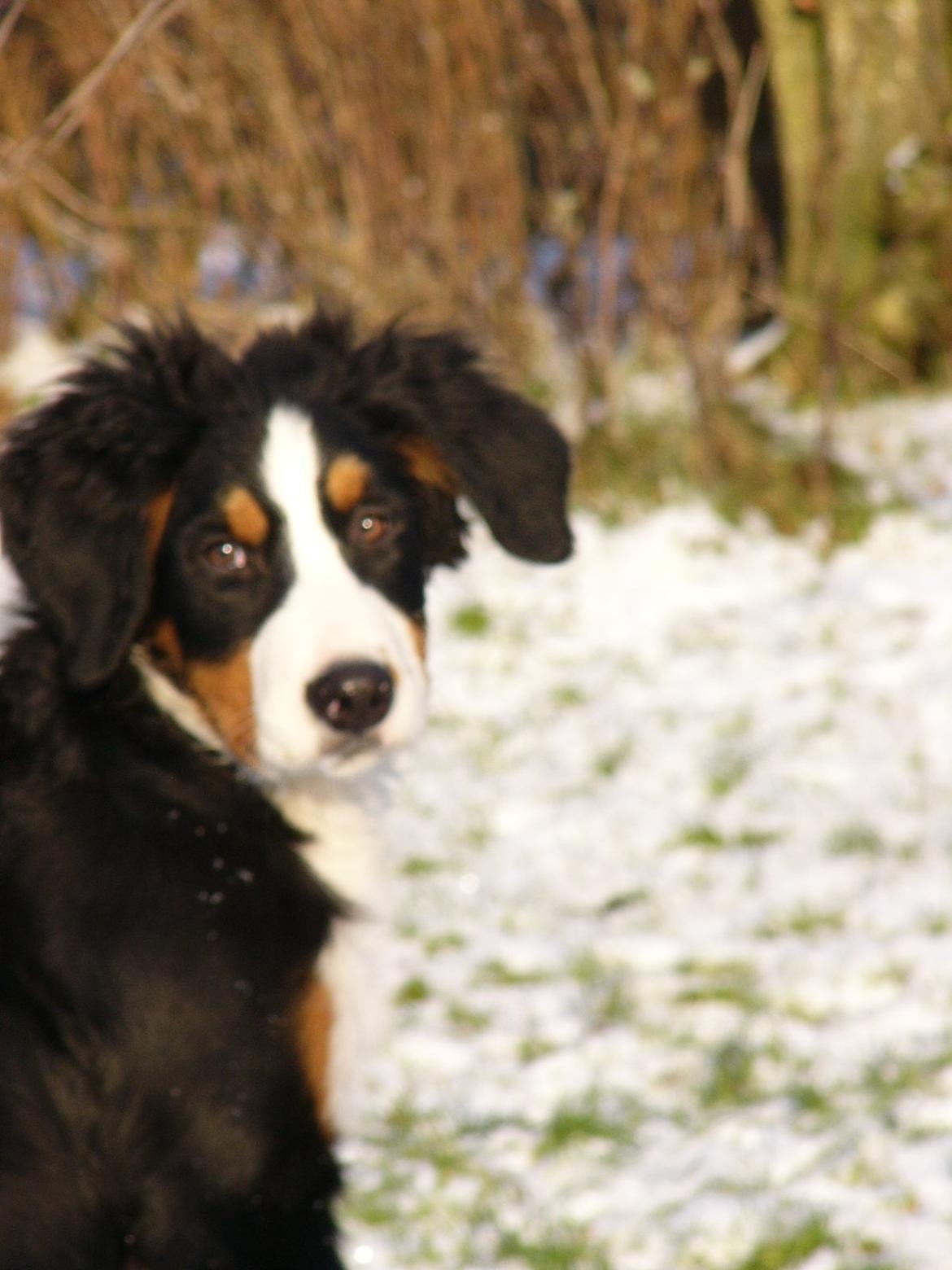 Berner sennenhund Sarabi - Sløret øv, men hvor er hun sød! billede 17