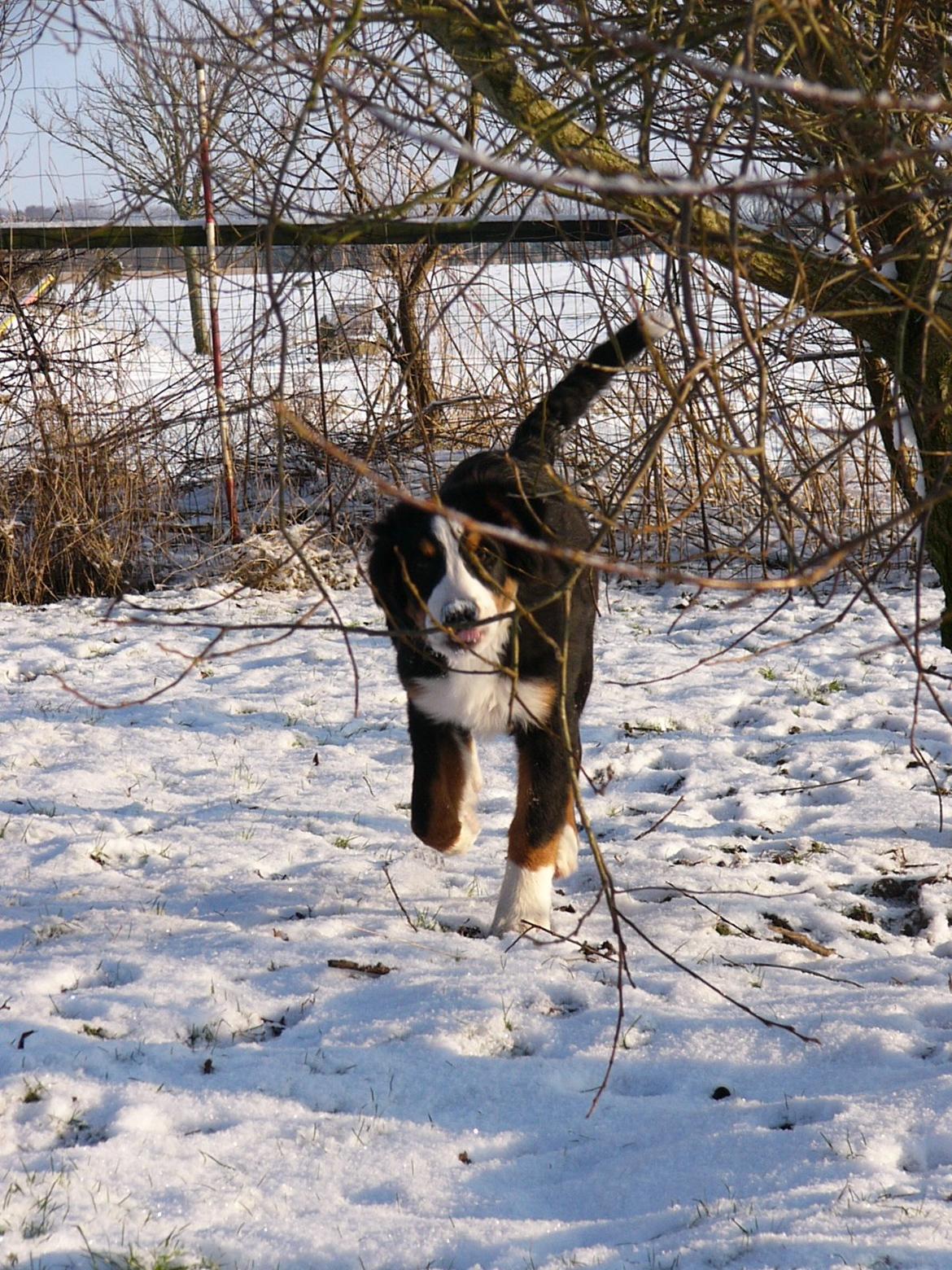 Berner sennenhund Sarabi billede 18