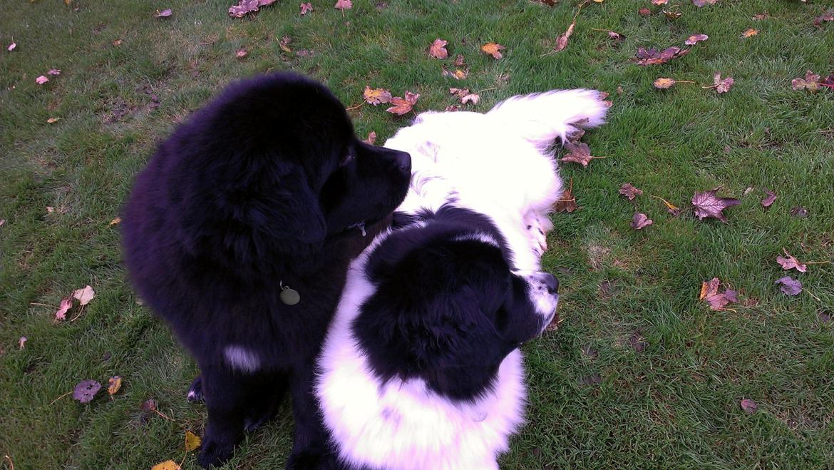 Newfoundlænder Moonshine Lovers Blue Thursday - Hvem der?! (: billede 4