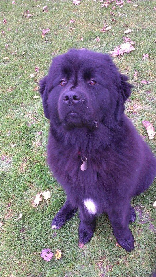 Newfoundlænder Moonshine Lovers Blue Thursday billede 5