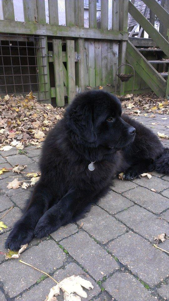 Newfoundlænder Moonshine Lovers Blue Thursday billede 6