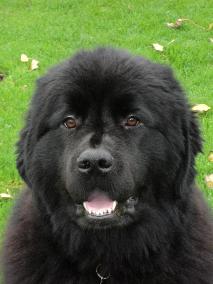 Newfoundlænder Moonshine Lovers Blue Thursday billede 3