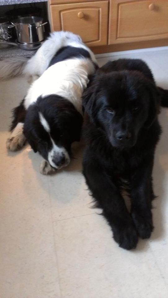 Newfoundlænder Moonshine Lovers Blue Thursday billede 7