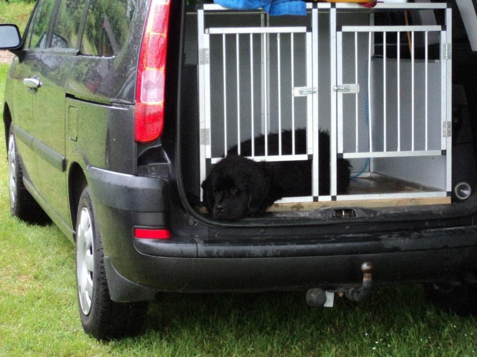 Newfoundlænder Moonshine Lovers Blue Thursday - Hvornår er det min tur til at komme ud i vandet igen? (: billede 8