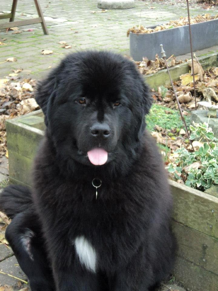 Newfoundlænder Moonshine Lovers Blue Thursday - Så fin hendes knæ er ved at være efter operation! billede 9