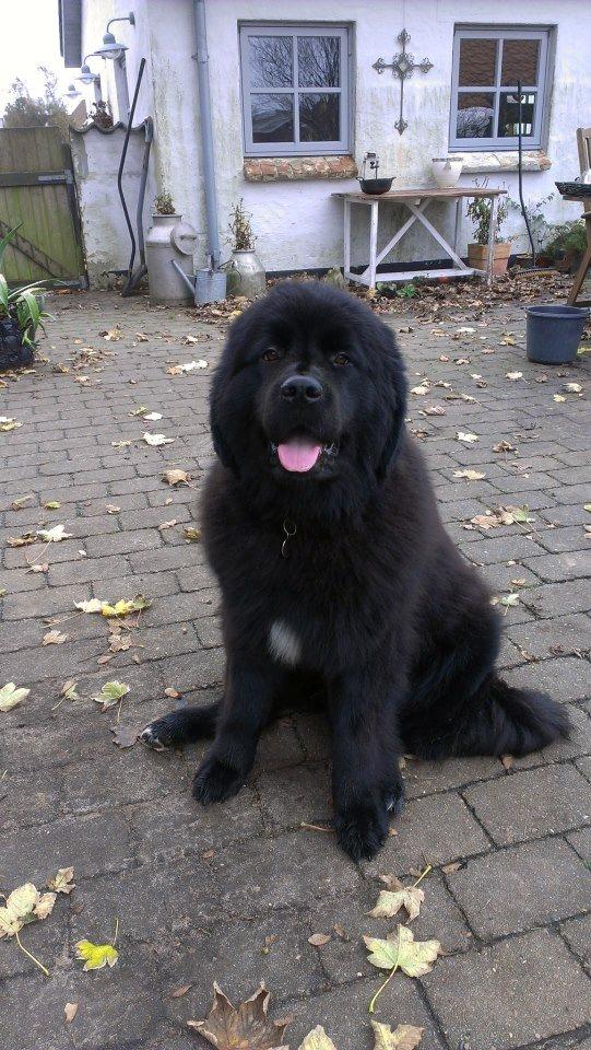 Newfoundlænder Moonshine Lovers Blue Thursday billede 10