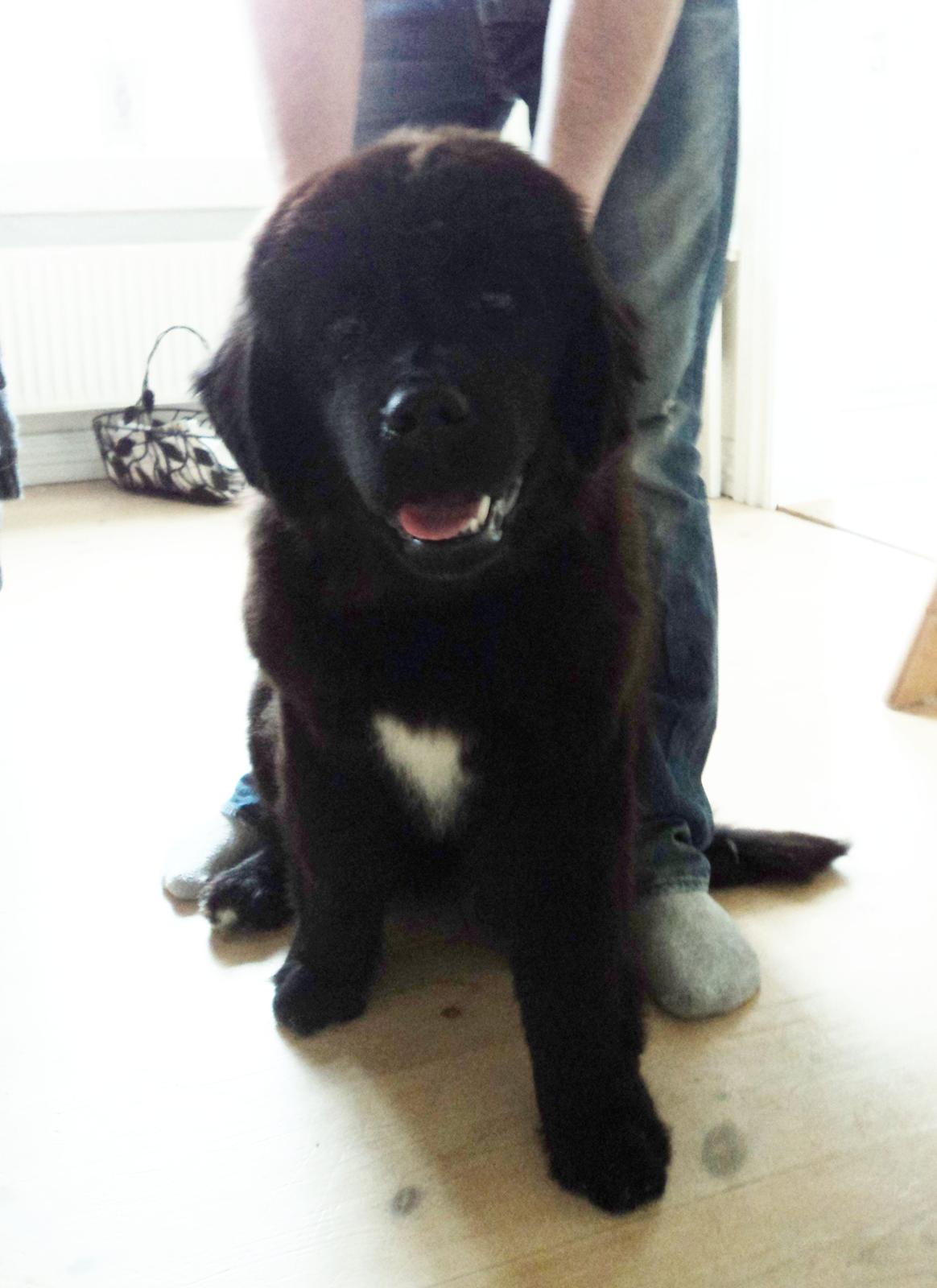 Newfoundlænder Moonshine Lovers Blue Thursday billede 15