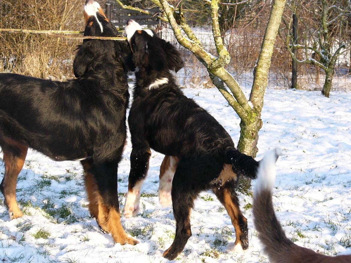 Berner sennenhund Sarabi - Mor Freja og Sarabi. billede 19