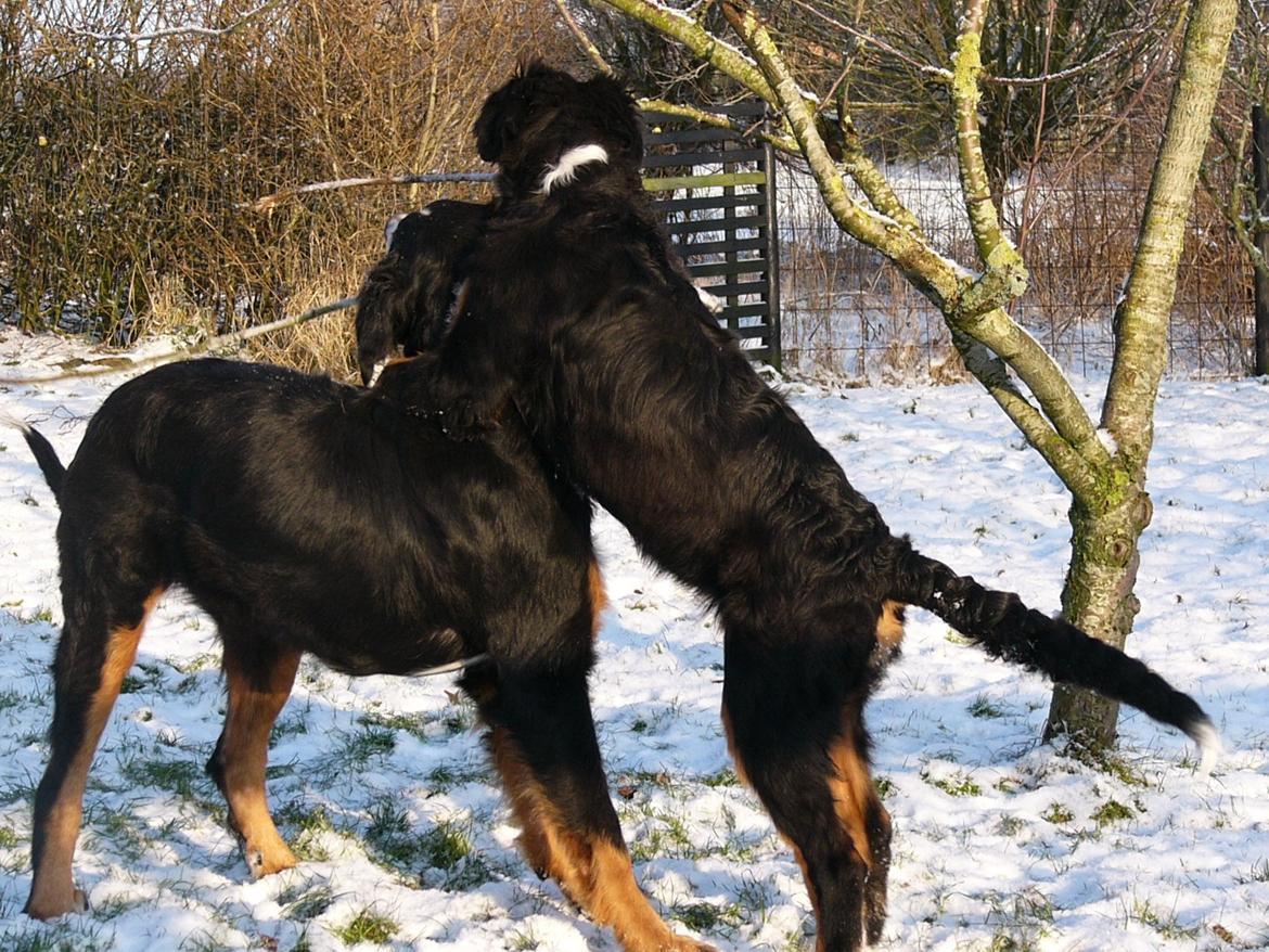 Berner sennenhund Sarabi - Freja og Sarabi billede 20