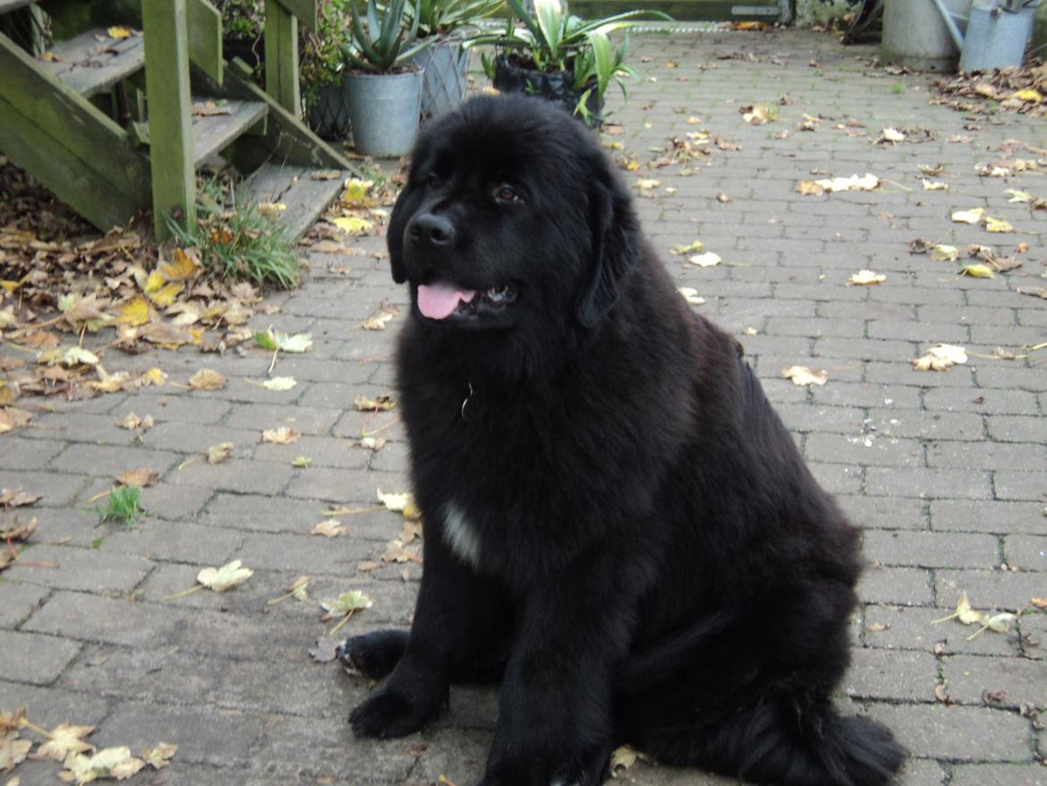 Newfoundlænder Moonshine Lovers Blue Thursday billede 12