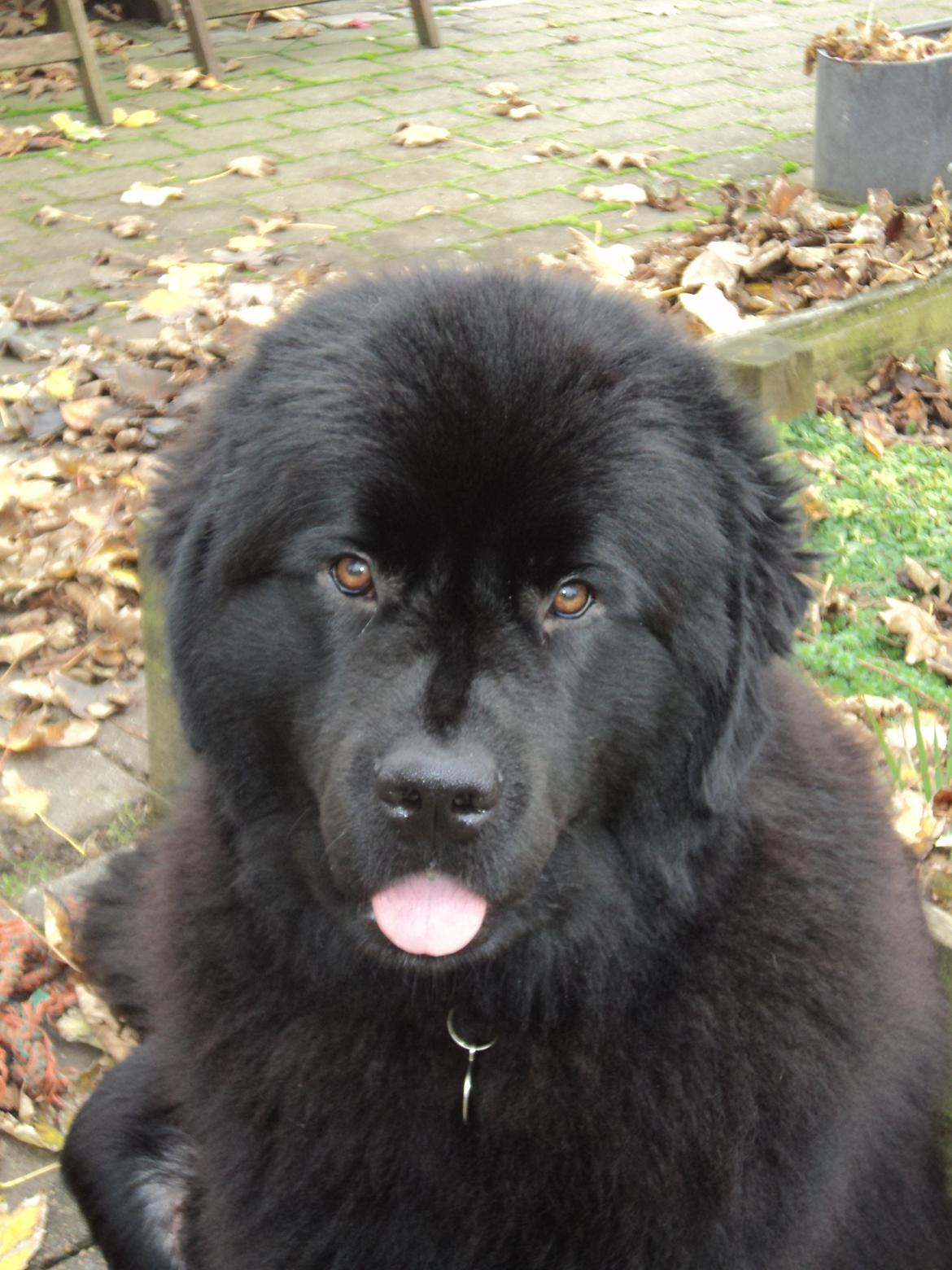 Newfoundlænder Moonshine Lovers Blue Thursday billede 13