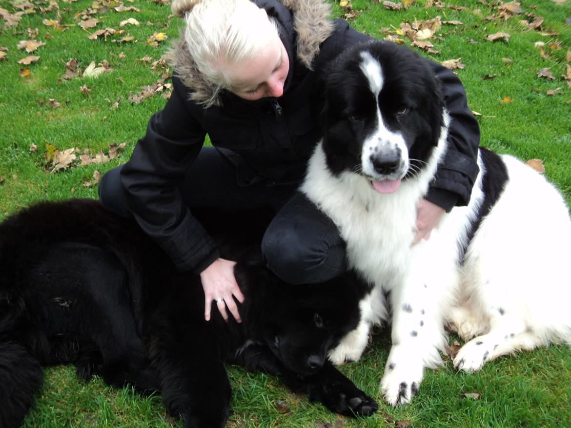 Newfoundlænder Moonshine Lovers Blue Thursday - Så skal der nusses! (: billede 14